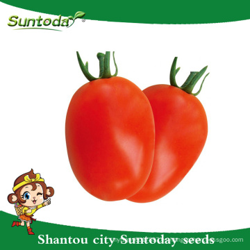 Suntoday determinada roma fruta firme larga vida útil Red ovalada fruta sygenta GS-12 híbrido vegetal F1 Semillas de tomate orgánico (22001)